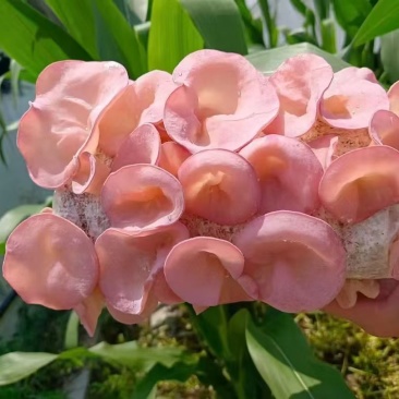 优质粉木耳菌包/贵妃木耳菌包/方舱出菇包