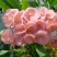 优质粉木耳菌包/贵妃木耳菌包/方舱出菇包