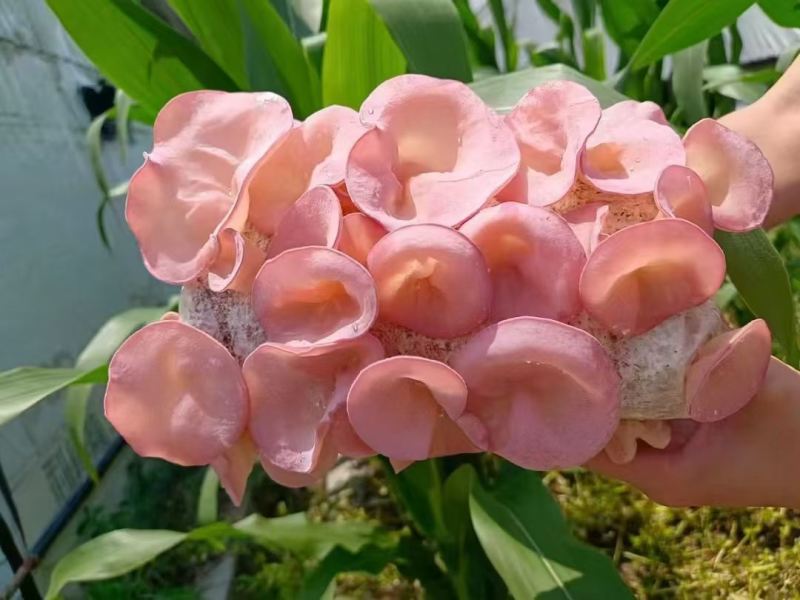 优质粉木耳菌包/贵妃木耳菌包/方舱出菇包