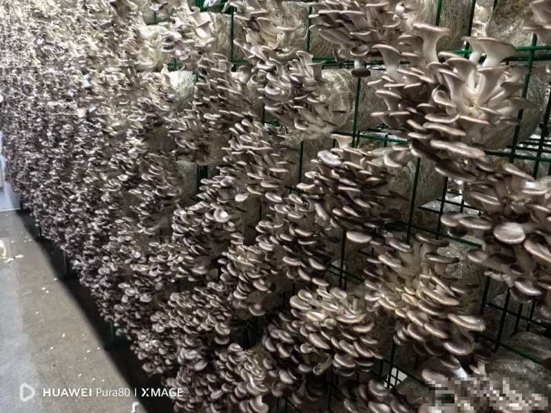 平菇菌包食用菌厂家直销品质保证