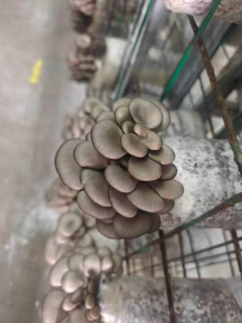 平菇菌包食用菌厂家直销品质保证