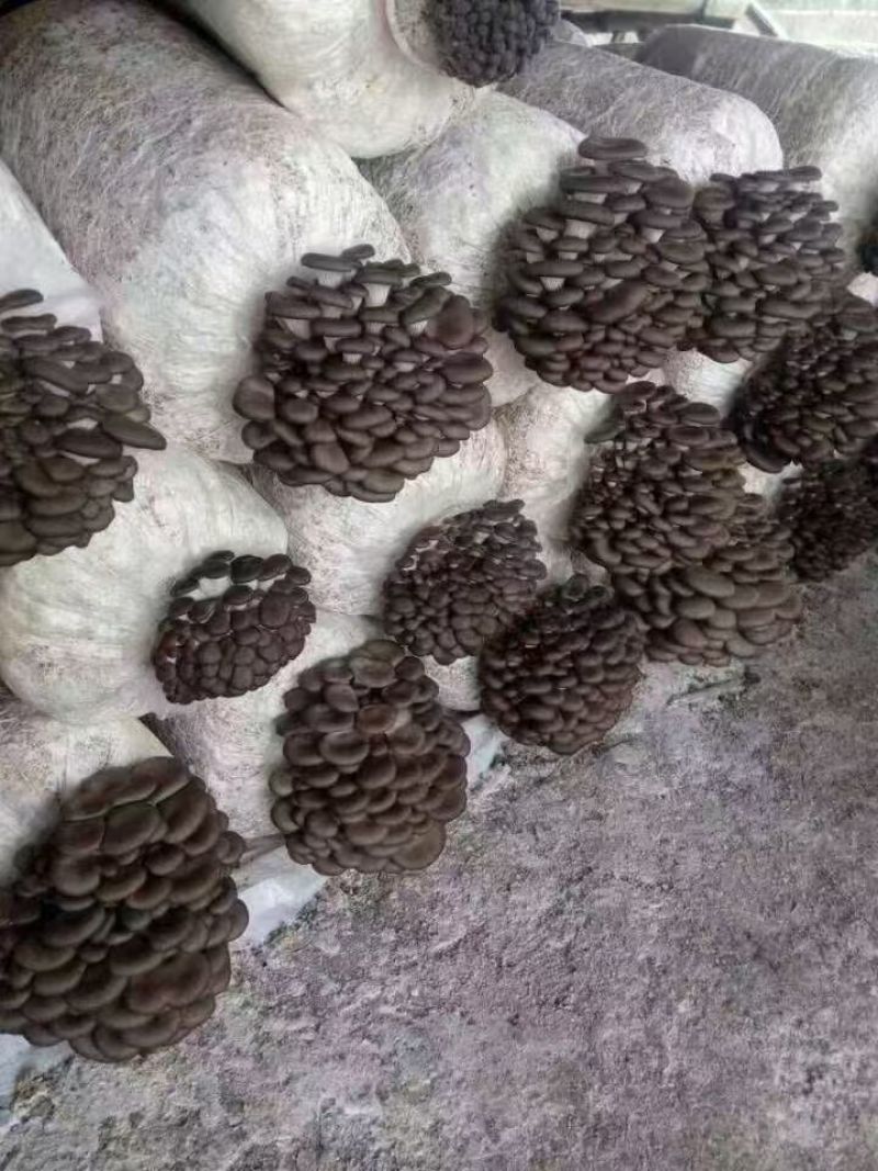 平菇菌包食用菌厂家直销品质保证