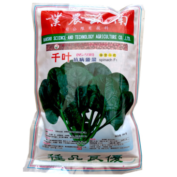 千叶菠菜种子（n5-598）抗病菠菜籽300克大田基地型