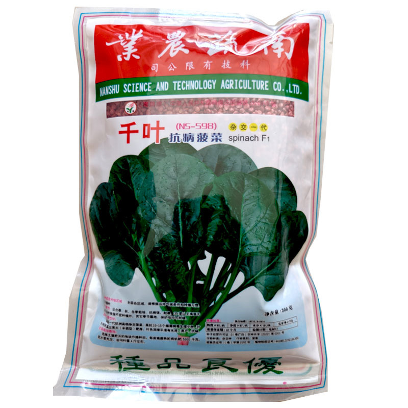 千叶菠菜种子（n5-598）抗病菠菜籽300克大田基地型