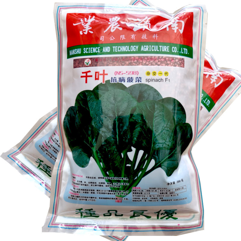 千叶菠菜种子（n5-598）抗病菠菜籽300克大田基地型