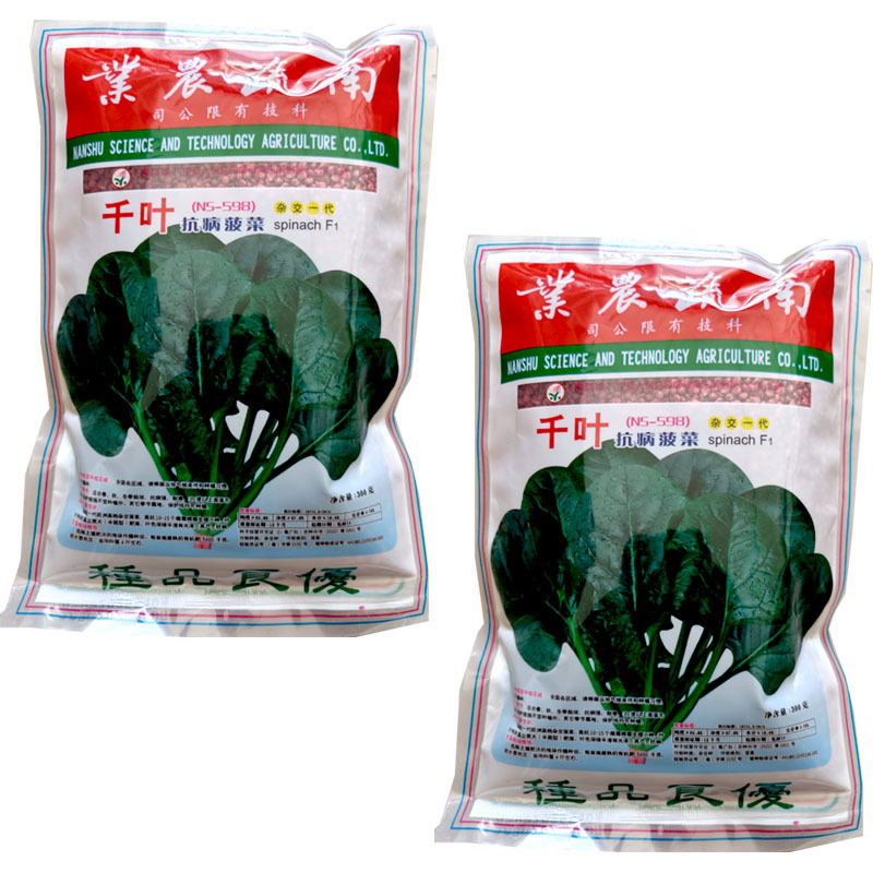 千叶菠菜种子（n5-598）抗病菠菜籽300克大田基地型