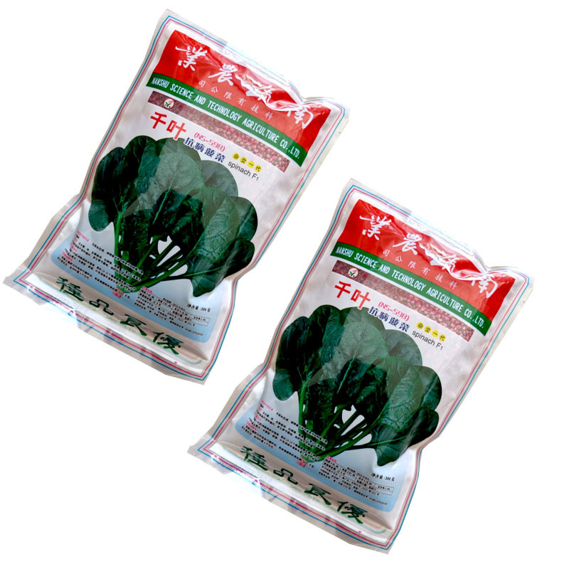 千叶菠菜种子（n5-598）抗病菠菜籽300克大田基地型