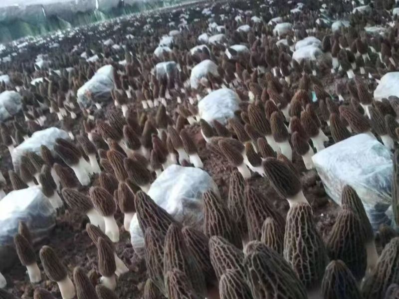 羊肚菌菌种，营养包。需要预订。百分之五十小麦，高产配方
