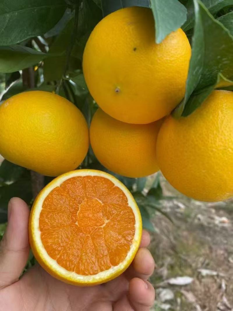 湖北夏橙水分足甜度高货量大承接电商商超社区团购直播带货