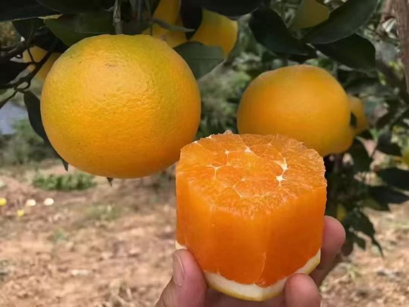 湖北夏橙水分足甜度高货量大承接电商商超社区团购直播带货