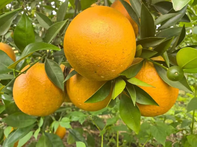 湖北夏橙水分足甜度高货量大承接电商商超社区团购直播带货