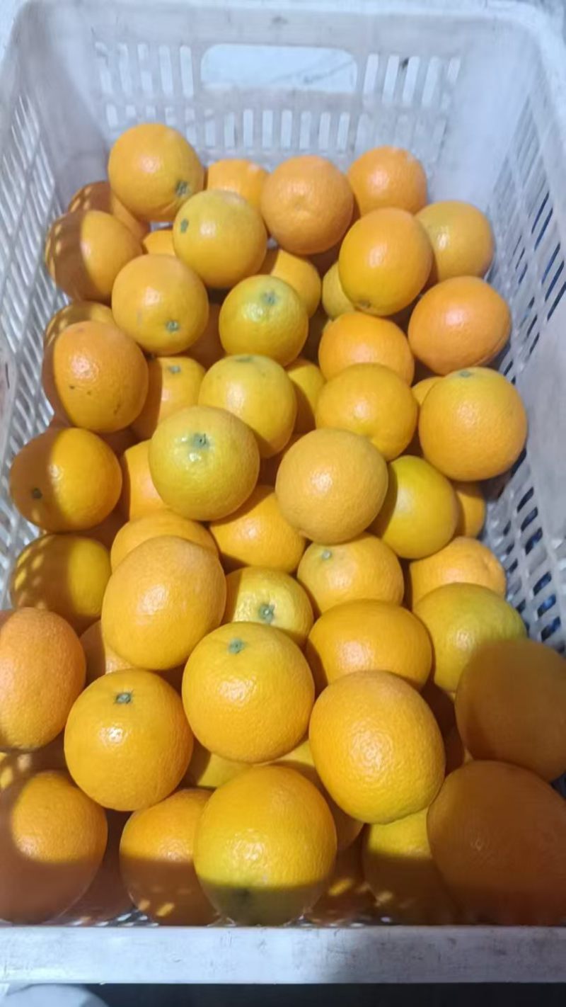 湖北夏橙水分足甜度高货量大承接电商商超社区团购直播带货