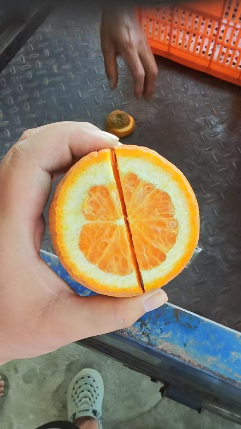 湖北夏橙水分足甜度高货量大承接电商商超社区团购直播带货