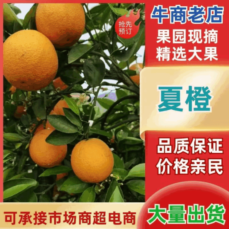 湖北夏橙水分足甜度高货量大承接电商商超社区团购直播带货