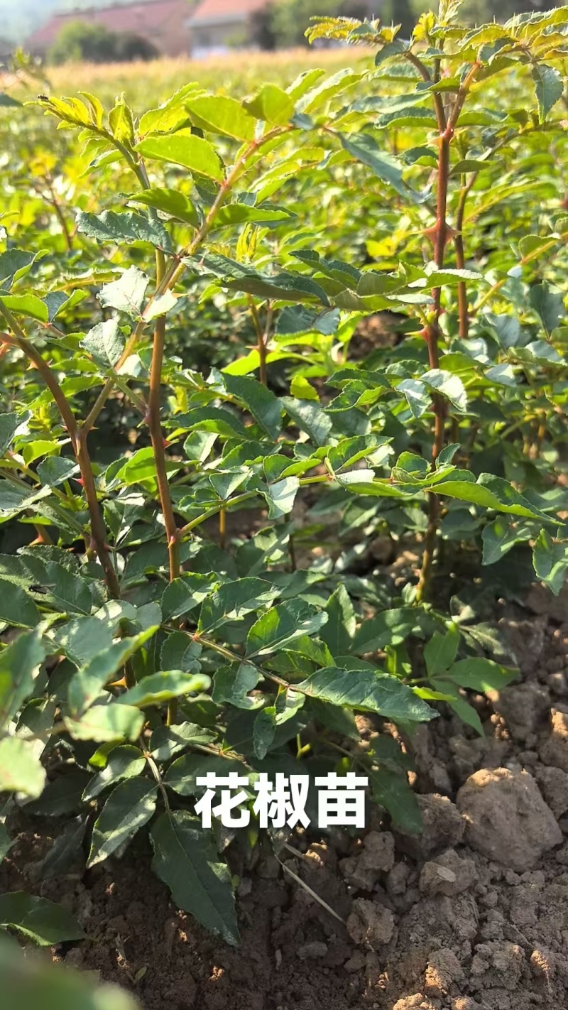 花椒苗大红袍无刺花椒树苗当年结果包技术地栽