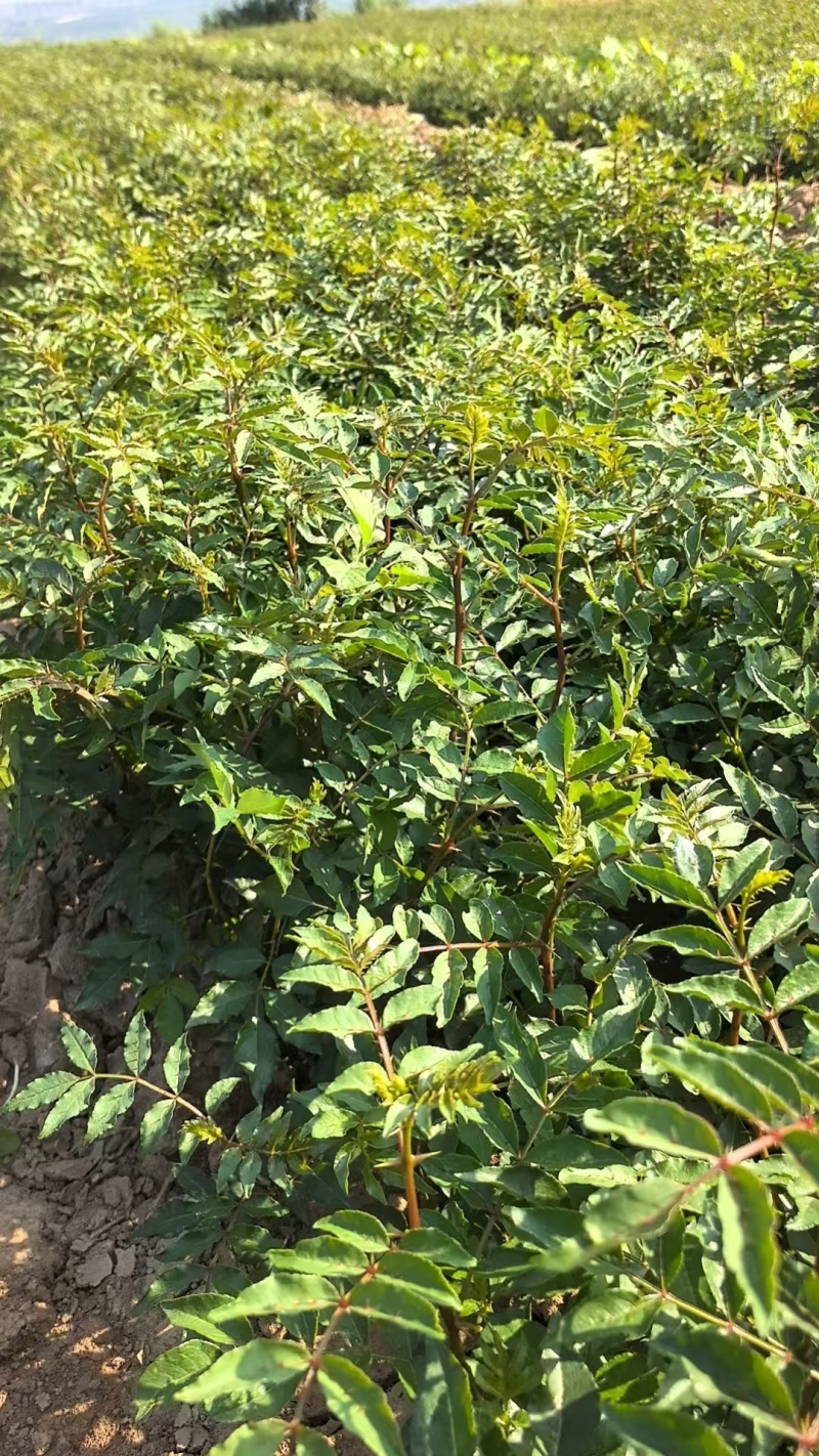 花椒苗大红袍无刺花椒树苗当年结果包技术地栽