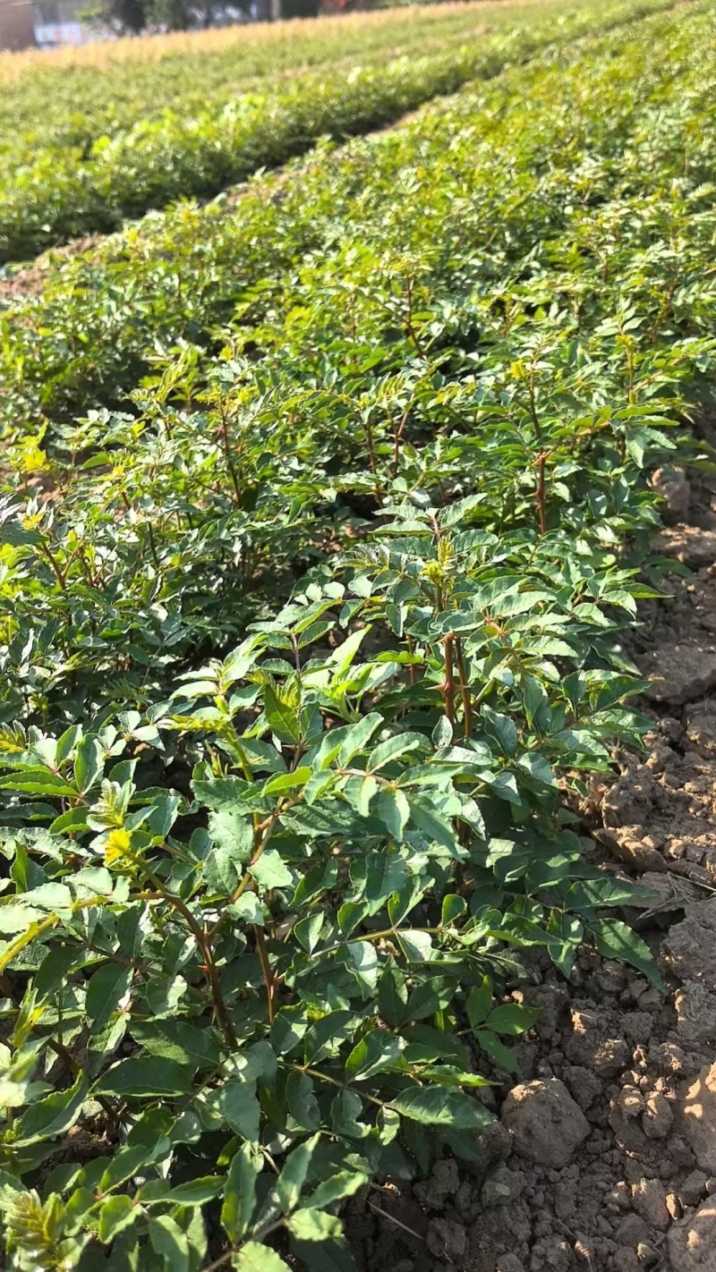 花椒苗大红袍无刺花椒树苗当年结果包技术地栽