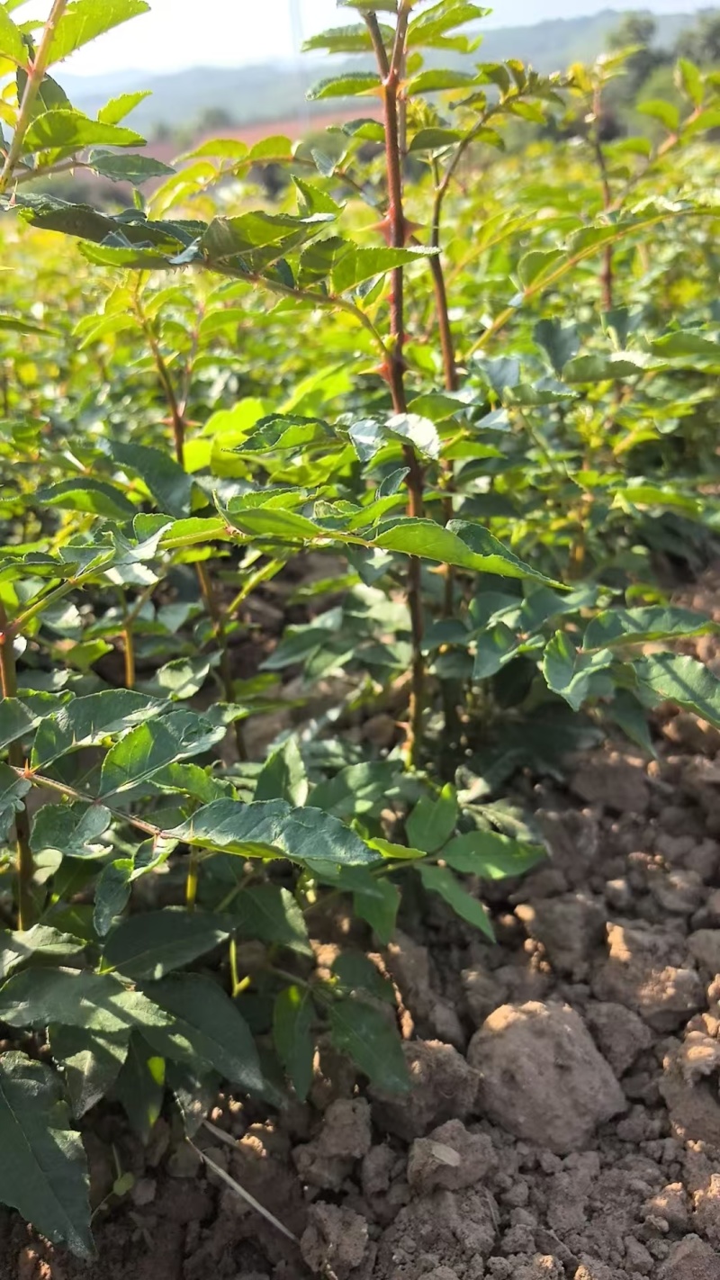 花椒苗大红袍无刺花椒树苗当年结果包技术地栽