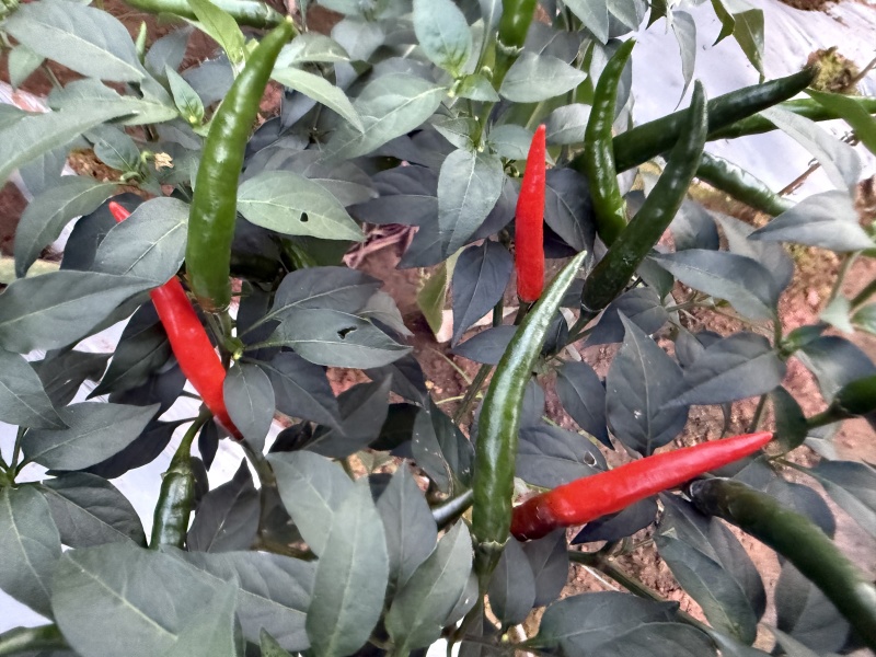 四川小米辣/产区直发/货源充足/欢迎选购