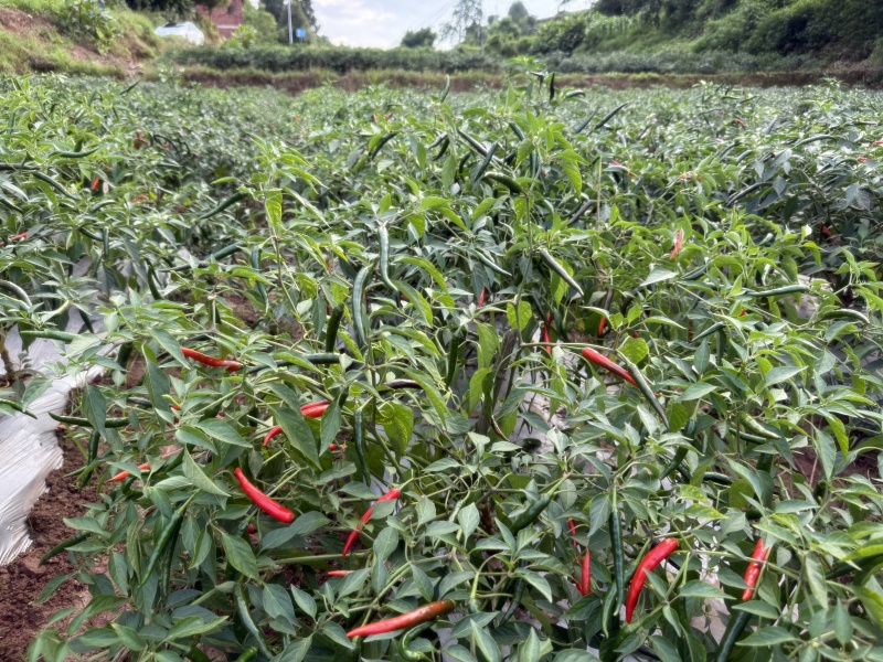 四川小米辣/产区直发/货源充足/欢迎选购