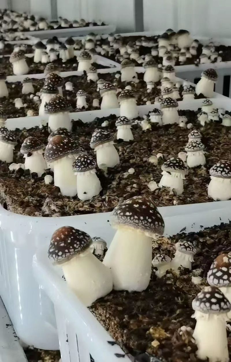 大球盖菇，赤松茸三级菌种厂家直销，现货直销。