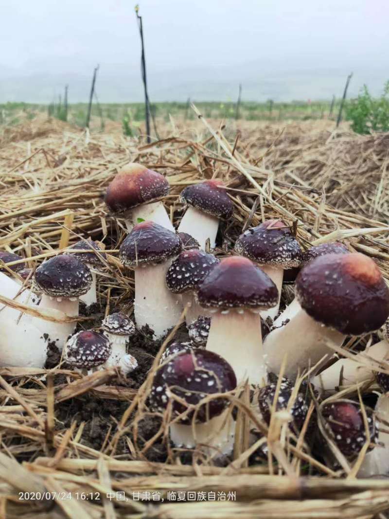 大球盖菇，赤松茸三级菌种厂家直销，现货直销。