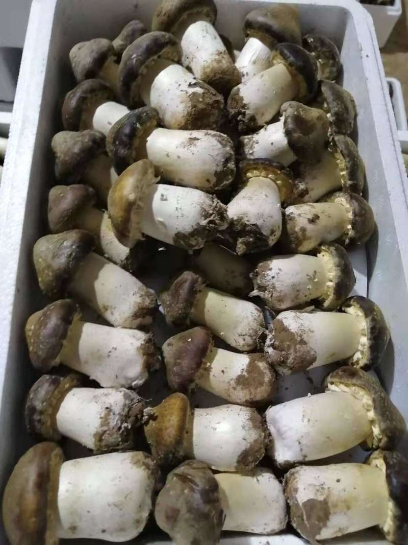 大球盖菇，赤松茸三级菌种厂家直销，现货直销。