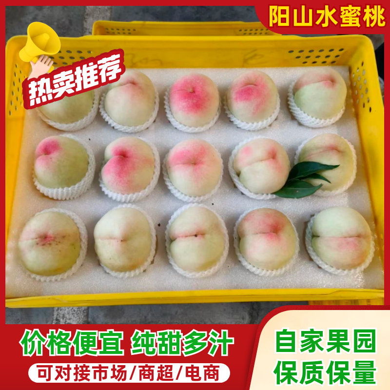 阳山水蜜桃自家果园直采价钱实惠品质保证