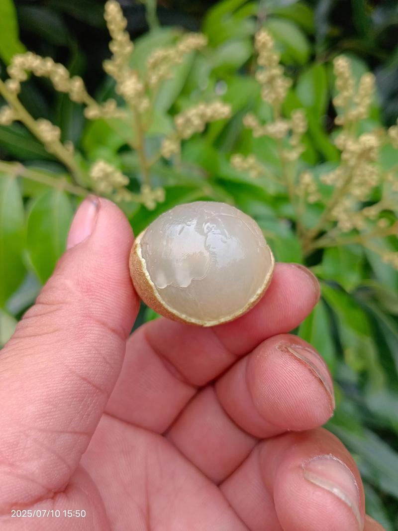 广东储良龙眼产地直发对接电商市场商超可视频看货