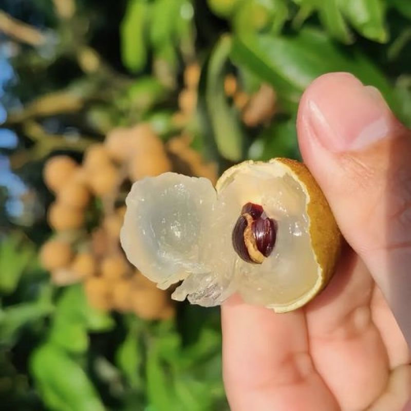 广东储良龙眼基地直发全国发货可视频看货保质保量
