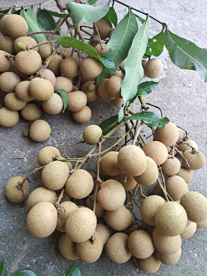 广东储良龙眼基地直发全国发货可视频看货保质保量