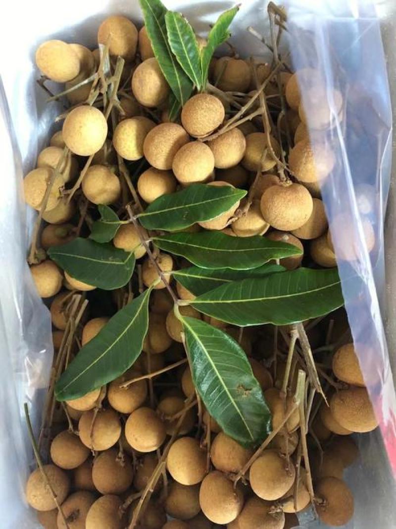 广东储良龙眼基地直发全国发货可视频看货保质保量