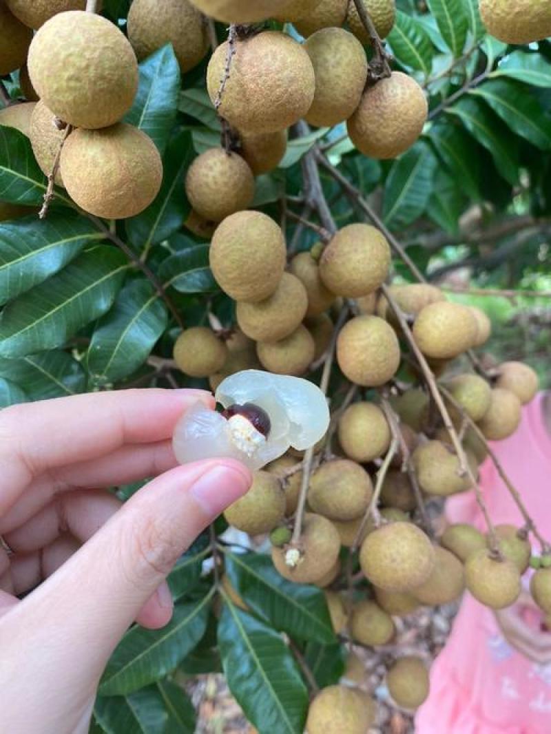 广东石硖龙眼大量上市产地直发保质保量可视频看货
