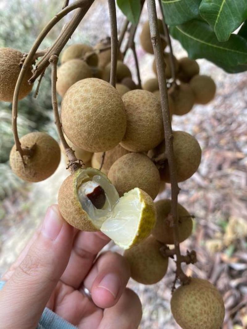 广东石硖龙眼大量上市产地直发保质保量可视频看货