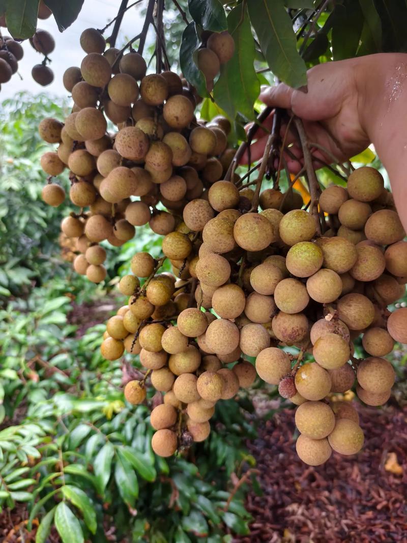广东石硖龙眼大量上市产地直发保质保量可视频看货