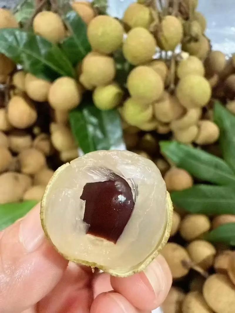 广东石硖龙眼大量上市产地直发保质保量可视频看货