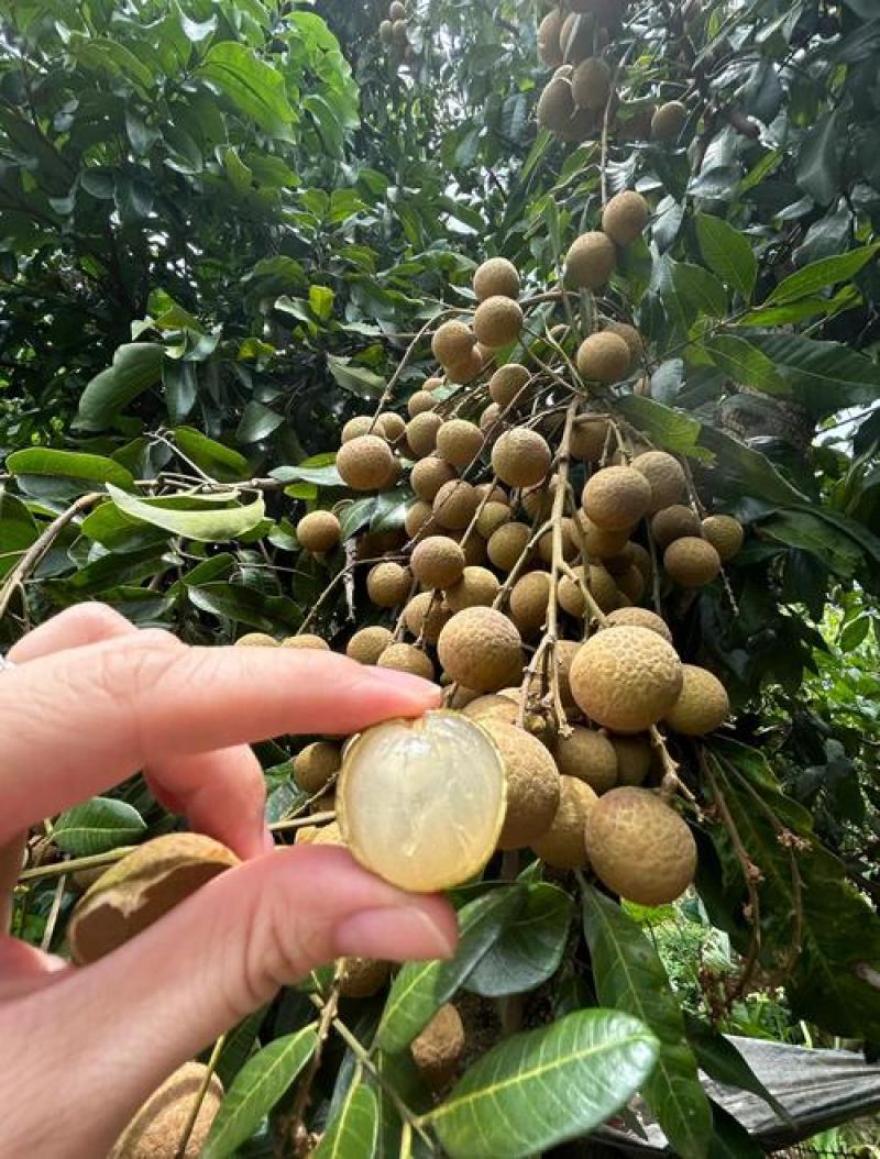 广东石硖龙眼大量上市产地直发保质保量可视频看货