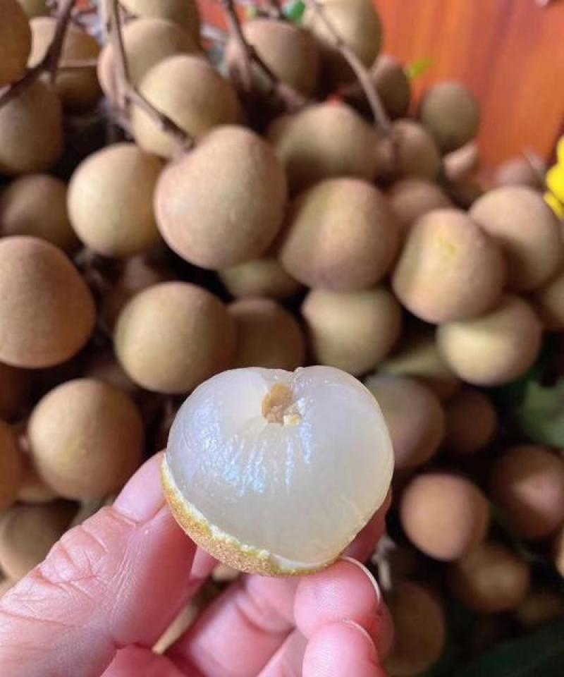 广东石硖龙眼大量上市产地直发保质保量可视频看货