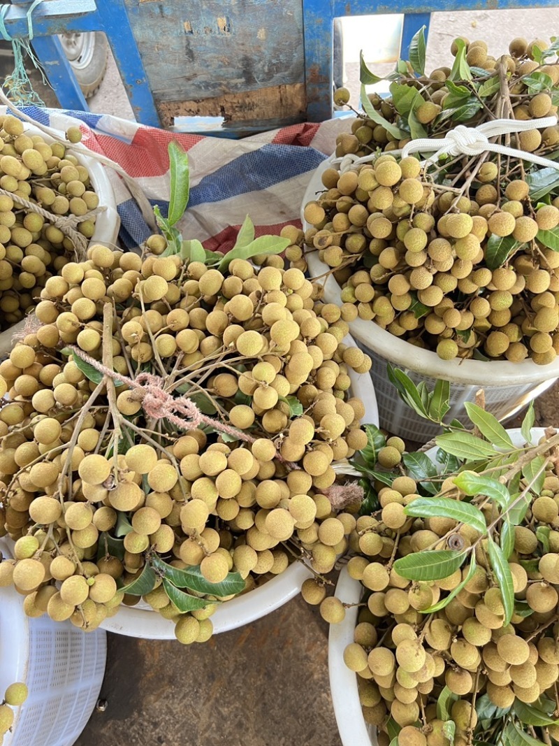 广东石硖龙眼大量上市产地直发保质保量可视频看货