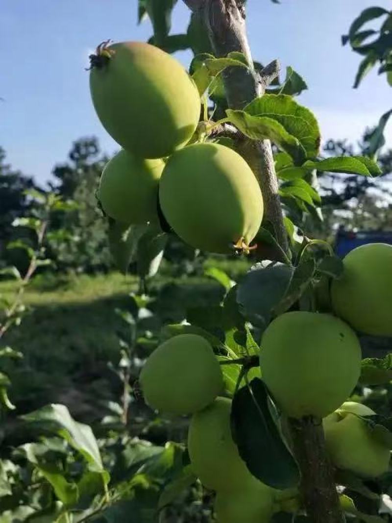辽宁铁岭精品K9苹果/货源充足量大价优产地直发