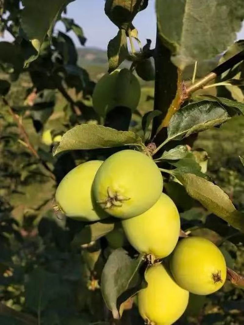辽宁铁岭精品K9苹果/货源充足量大价优产地直发