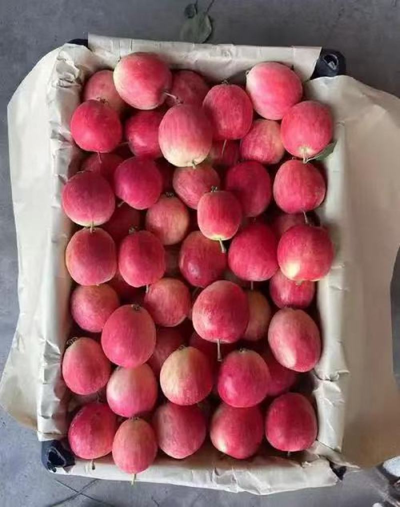 辽宁铁岭精品K9苹果/货源充足量大价优产地直发