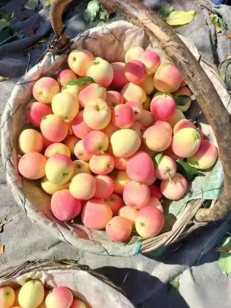 辽宁铁岭精品K9苹果/货源充足量大价优产地直发
