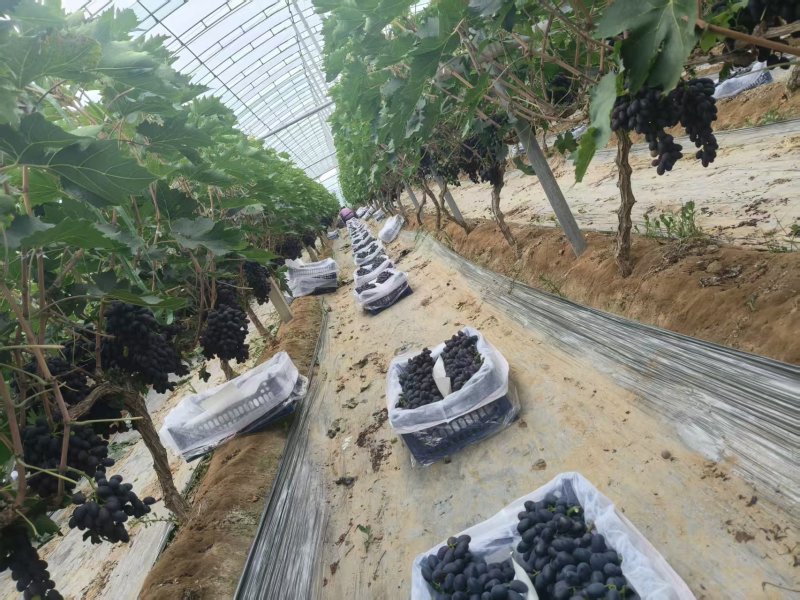 精品无籽A17葡萄大量上市产地现摘现发品质保证欢迎来电