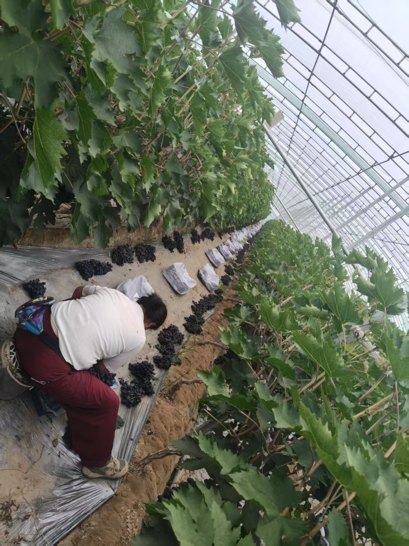 精品无籽A17葡萄大量上市产地现摘现发品质保证欢迎来电