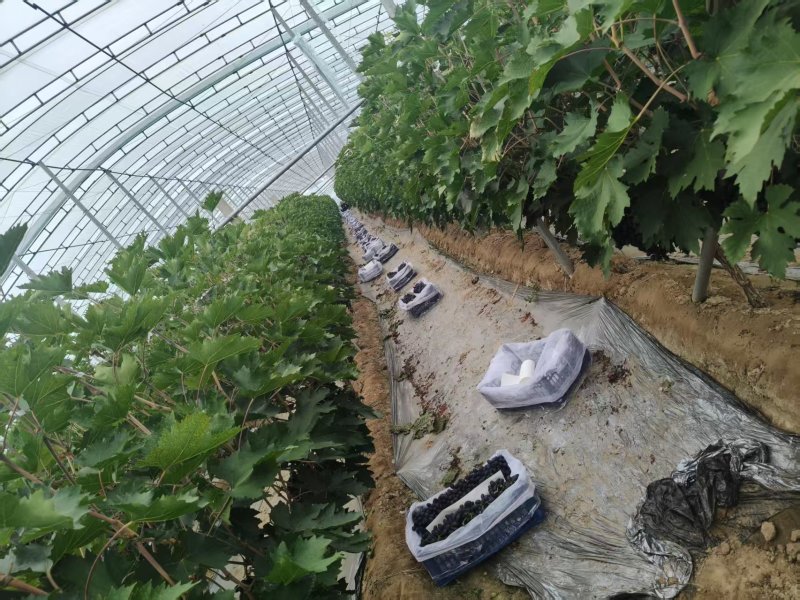 精品无籽A17葡萄大量上市产地现摘现发品质保证欢迎来电