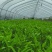 江西鄱阳产地直供空心菜新鲜叶菜