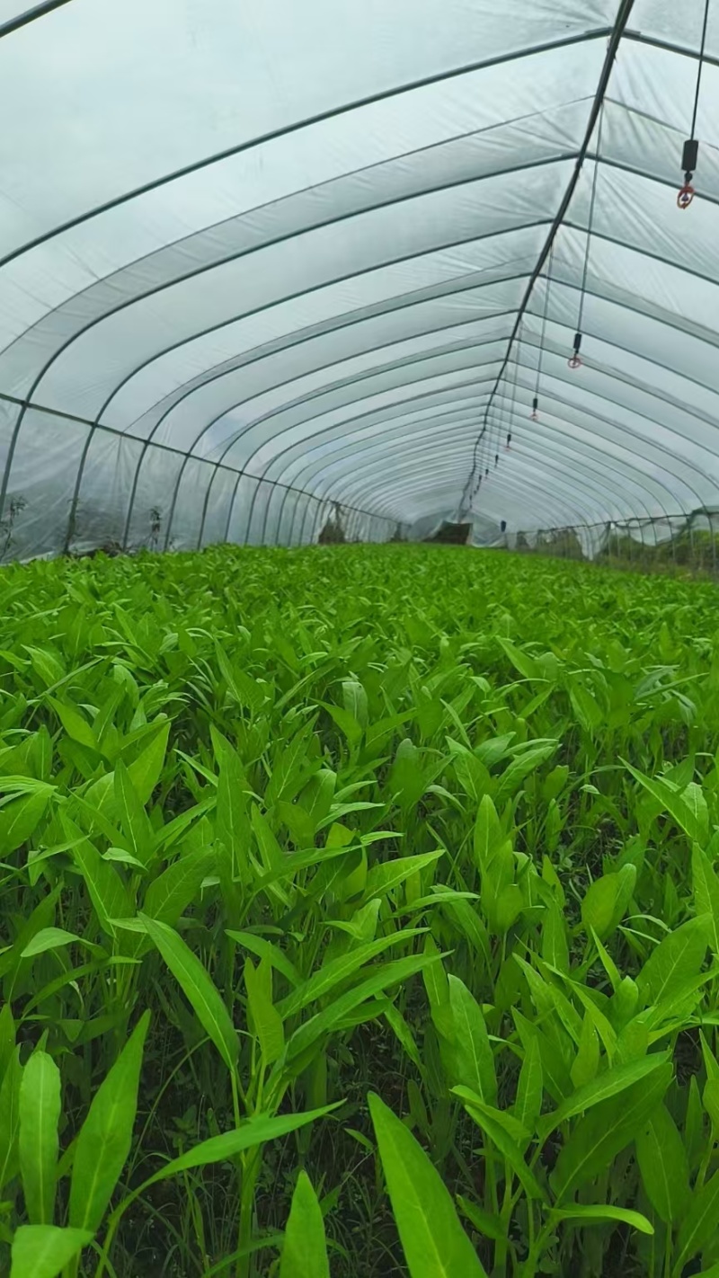 江西鄱阳产地直供空心菜新鲜叶菜