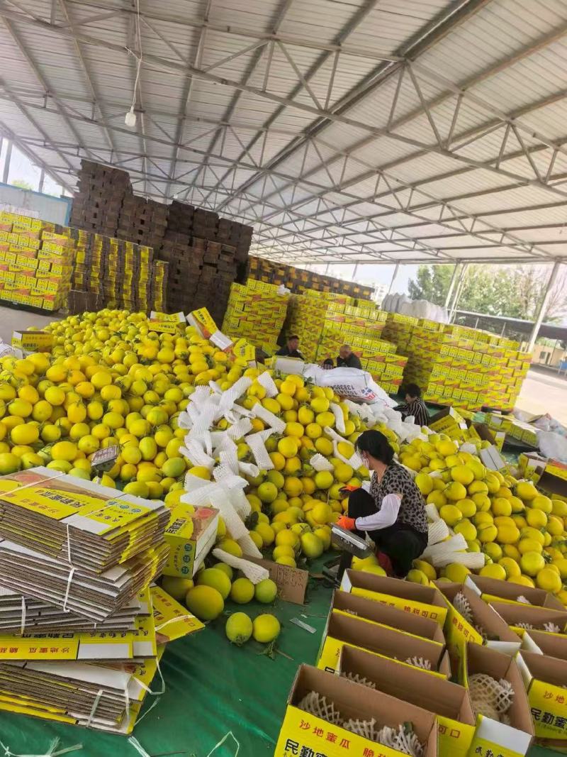 民勤蜜瓜爆甜多汁黄金蜜瓜产地直发一件代发可对接全国电商
