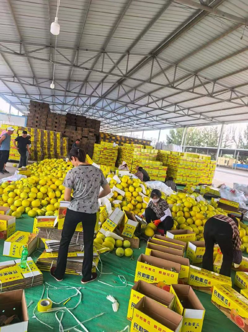 民勤蜜瓜爆甜多汁黄金蜜瓜产地直发一件代发可对接全国电商